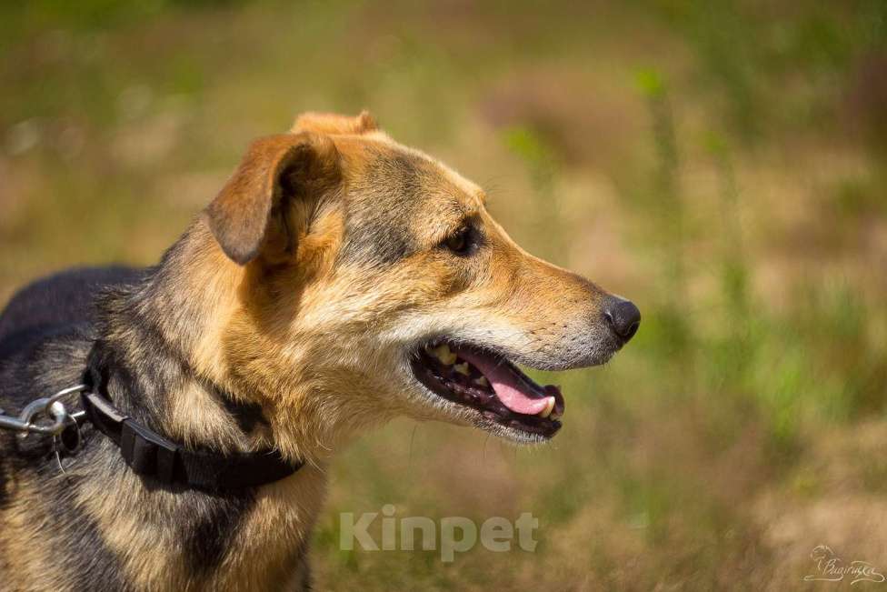 Собаки в Москве: Джой Мальчик, Бесплатно - фото 7