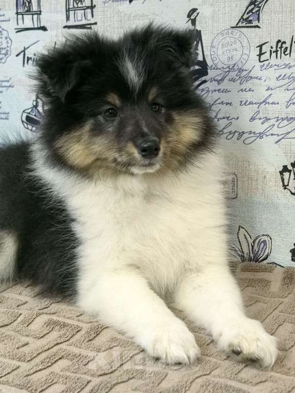 Собаки в Санкт-Петербурге: Трёхколерная девочка шелти Девочка, Бесплатно - фото 4