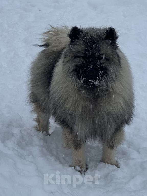 Собаки в Москве: Терри-Мак Из Воронцовского Дворца  Мальчик, 70 000 руб. - фото 8