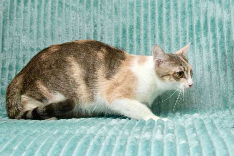 Кошки в Москве: Трехцветная кошка Изюминка в добрые руки Девочка, Бесплатно - фото 4