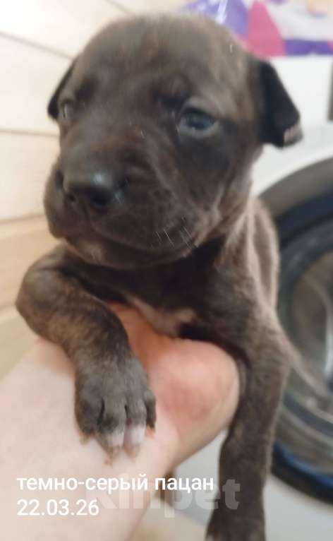 Собаки в других городах Московской области: Америкакнский питбультерьер . Мальчик. Мальчик, 40 000 руб. - фото 3