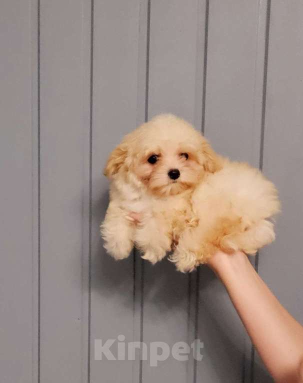 Собаки в Москве: Мини девочка мальтипу F1 Девочка, 50 000 руб. - фото 2