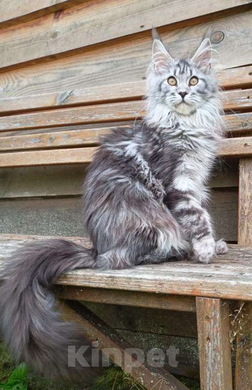 Кошки в Москве: Котенок породы мейн-кун  Девочка, 70 000 руб. - фото 2