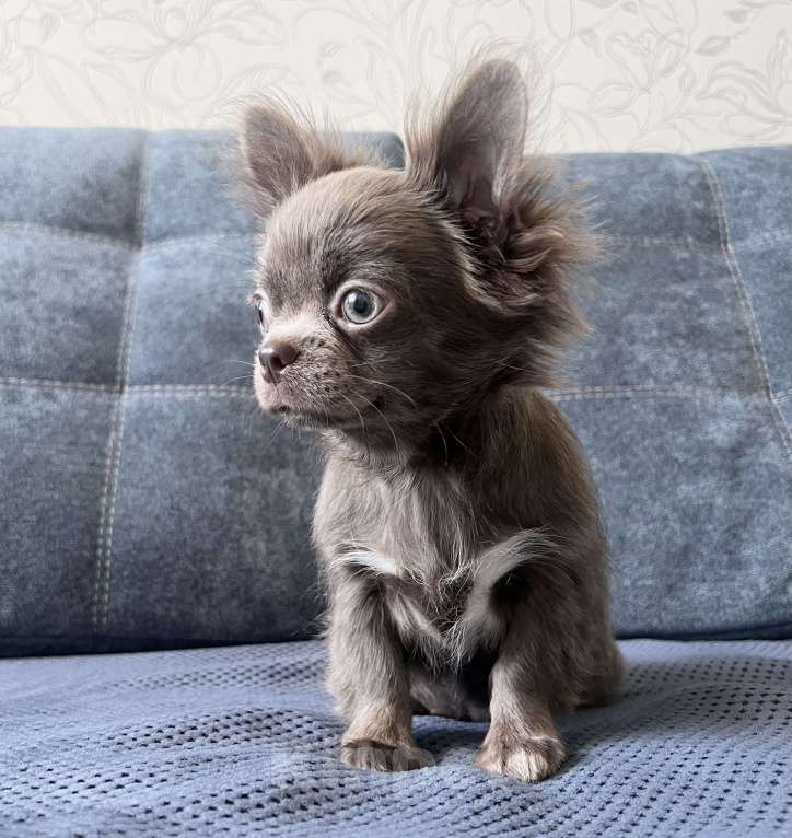 Собаки в Москве: Девочка лиловая. Длинношерстная Девочка, 50 000 руб. - фото 1