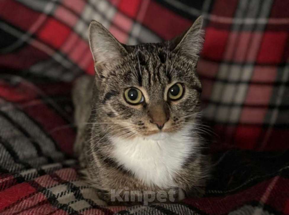 Кошки в Москве: Ласка, просто кошка. Молодая кошечка в добрые руки. Девочка, Бесплатно - фото 3