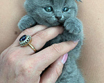 Кошки в Малмыже: Продаю котят, 6 000 руб. - фото 6
