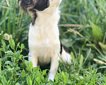 Собаки в Самаре: Чихуахуа  Девочка, 90 руб. - фото 2
