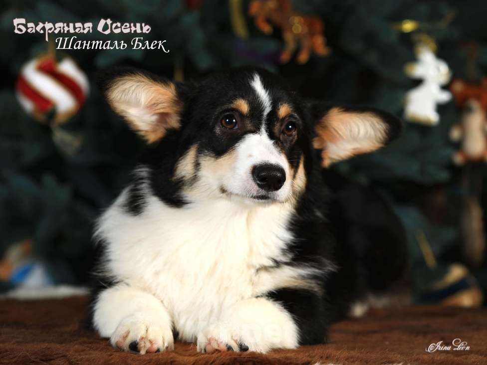 Собаки в других городах Московской области: Щенки вельш корги пемброк Девочка, 70 000 руб. - фото 6