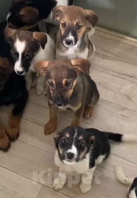 Собаки в Липецке: Щенки из приюта ищут дом Девочка, Бесплатно - фото 6