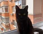Кошки в Краснодаре: Отдам котика в добрые руки Мальчик, Бесплатно - фото 3