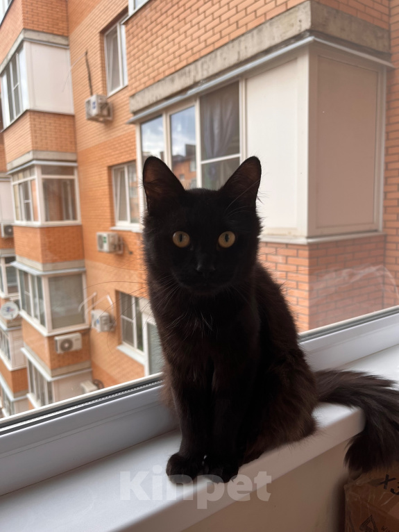 Кошки в Краснодаре: Отдам котика в добрые руки Мальчик, Бесплатно - фото 3