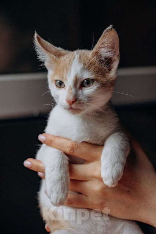 Кошки в Москве: Котята Симба и Пуфик ищут дом! Мальчик, Бесплатно - фото 3