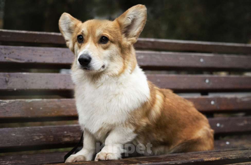 Собаки в Москве: Вельш корги пемброк девочка Девочка, 12 000 руб. - фото 6
