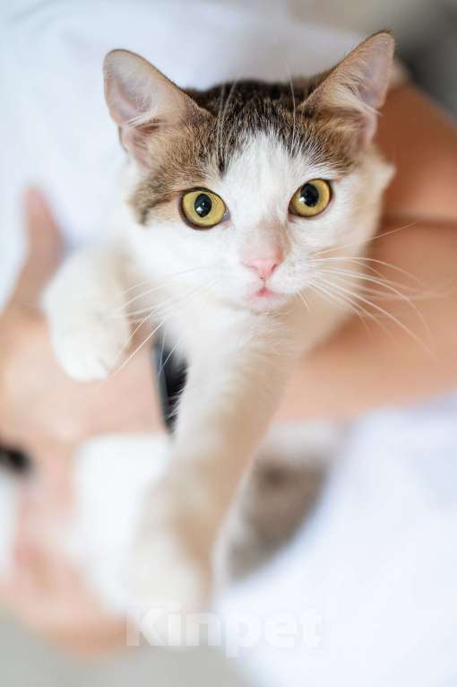 Кошки в Москве: Амур в поиках дома Мальчик, Бесплатно - фото 2