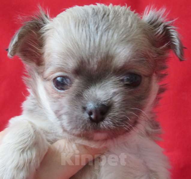 Собаки в Санкт-Петербурге: чихуахуа девочка Девочка, 60 000 руб. - фото 10