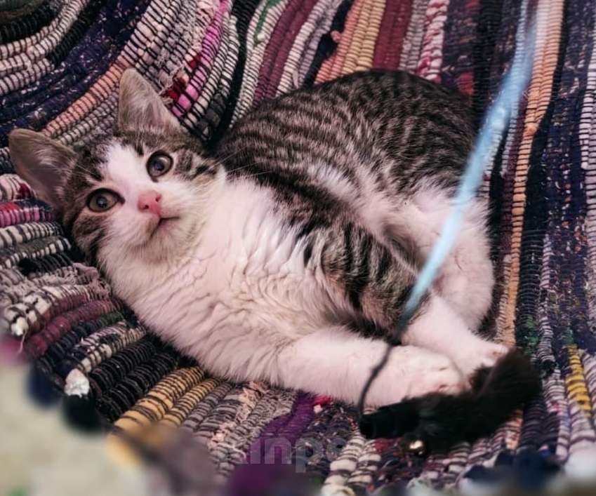 Кошки в Москве: Плюшевый котик Барсик Мальчик, Бесплатно - фото 4