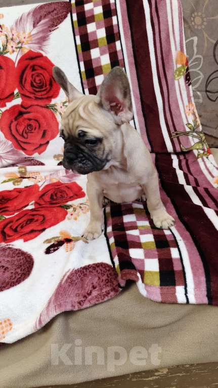 Собаки в других городах Нижегородской области: Продам щенков французского бульдога Разнополые, 40 000 руб. - фото 7