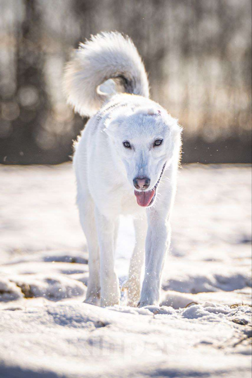 Собаки в Клине: Ванда — энергичная собачка Девочка, Бесплатно - фото 2