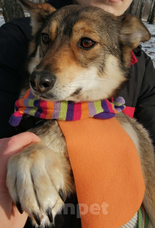 Собаки в Москве: Марли - чистый позитив в Добрые руки! Девочка, Бесплатно - фото 6