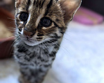 Кошки в Москве: Азиатская леопардовая кошка Девочка, Бесплатно - фото 3