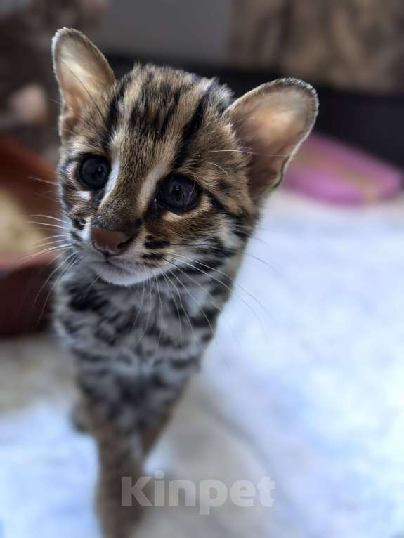 Кошки в Москве: Азиатская леопардовая кошка Девочка, Бесплатно - фото 3