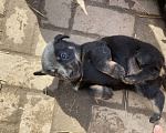 Собаки в Наро-Фоминске: Топтыш  Мальчик, Бесплатно - фото 3