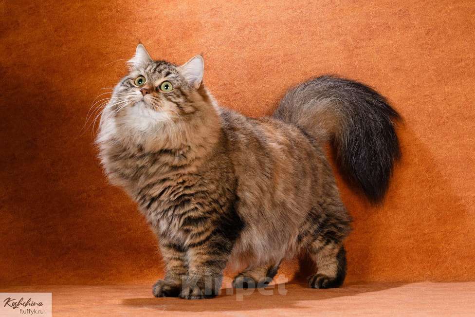 Кошки в Москве: Сибирская барышня Девочка, 10 000 руб. - фото 1