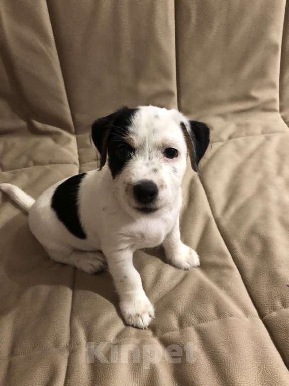 Собаки в Щелково: Малыш  Мальчик, 22 000 руб. - фото 2