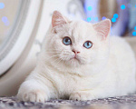 Кошки в Москве: Британский котенок Вьюга Девочка, 140 000 руб. - фото 7