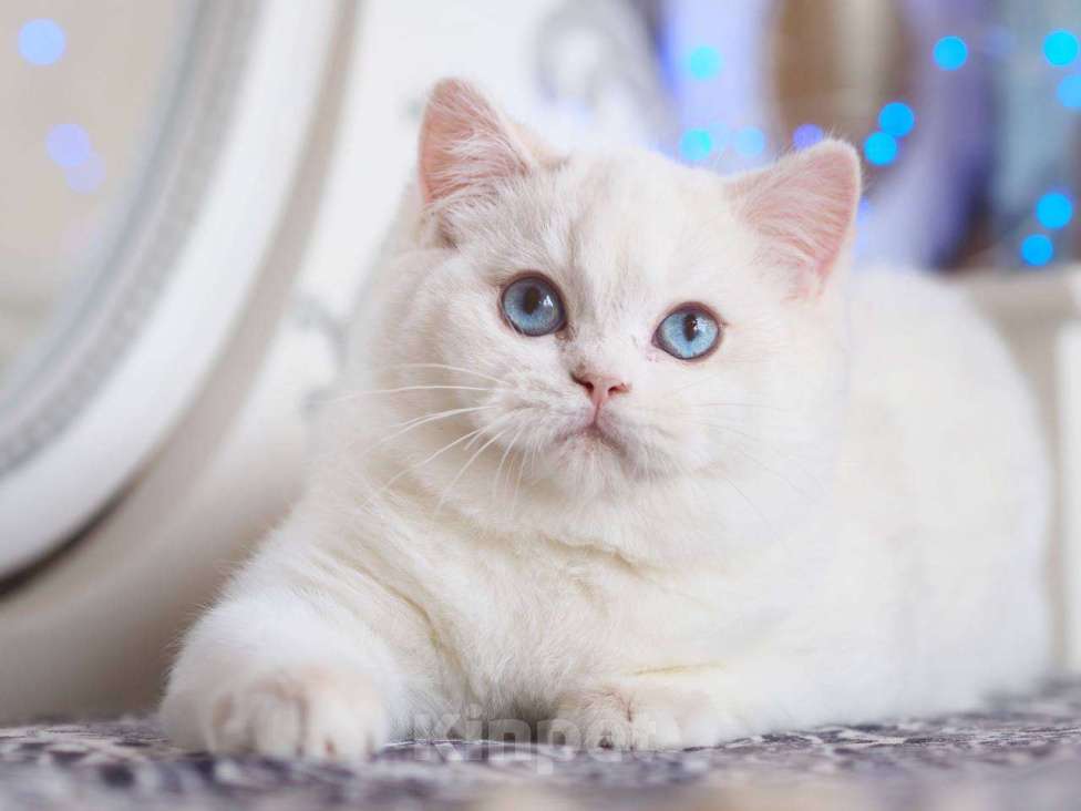 Кошки в Москве: Британский котенок Вьюга Девочка, 140 000 руб. - фото 7