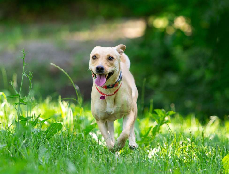 Собаки в Балашихе: Лада собака мечта, отличное поведение дома и на улице. Девочка, Бесплатно - фото 6