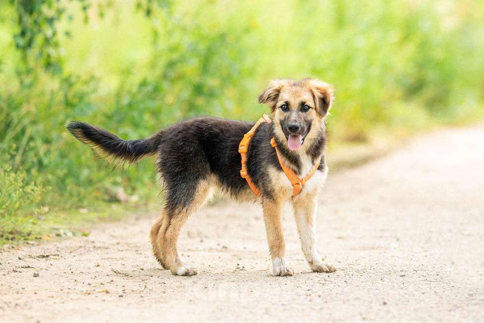 Собаки в Кубинке: Крошка Асти из приюта ищет дом Девочка, Бесплатно - фото 2