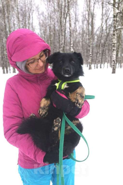 Собаки в Москве: Щенок Чио-Сан (девочка) в добрые руки! Девочка, Бесплатно - фото 5