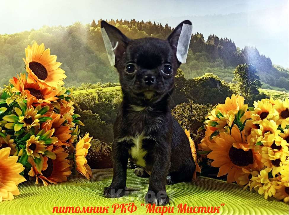 Собаки в Санкт-Петербурге: Щенки чихуахуа из питомника РКФ "Мари Мистик" Девочка, 70 000 руб. - фото 3