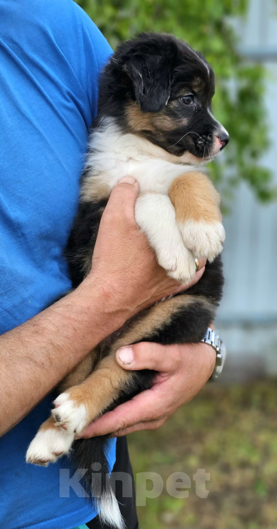 Собаки в Челябинске: Австрвлийская овчарка / сука Девочка, 45 000 руб. - фото 2