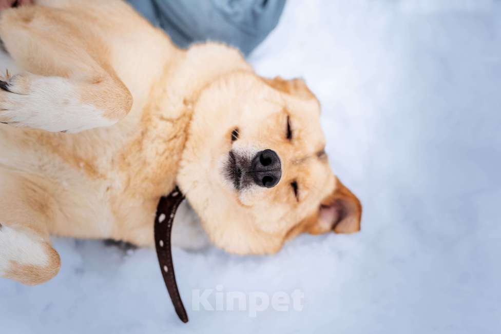 Собаки в Клине: Линдси — ладная собачка Девочка, Бесплатно - фото 5