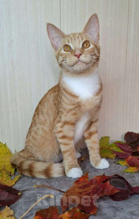 Кошки в Москве: Котёнок с глазами апельсинового цвета в добрые руки  Мальчик, Бесплатно - фото 4