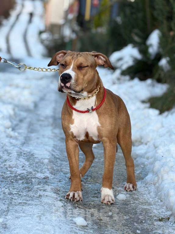 Собаки в других городах Краснодарского края: Щенок амстаффа Девочка, 45 000 руб. - фото 1