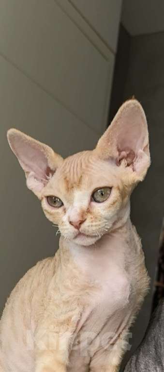 Кошки в Москве: Солнечный лас-Котун готов стать вашим Мальчик, 50 000 руб. - фото 4