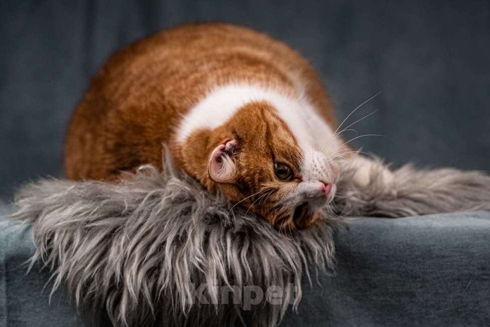 Кошки в Клине: Бегемот — хитрюшный кот Мальчик, Бесплатно - фото 8