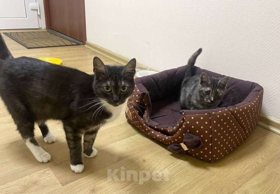 Кошки в Москве: Ласковые кошечки — мама и дочка ищут дом Девочка, Бесплатно - фото 2
