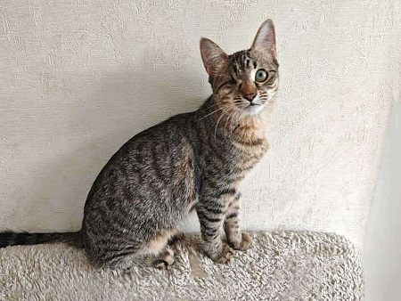 Ласковая кошечка-подросток ищет дом