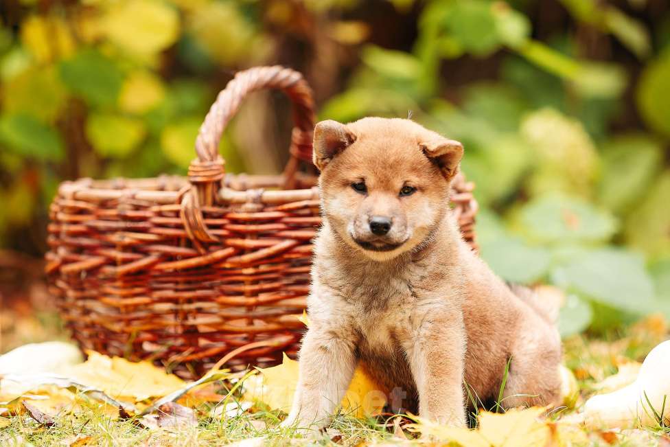 Собаки в Москве: Щенки Сибу-ину с характером солнца Мальчик, 70 000 руб. - фото 5