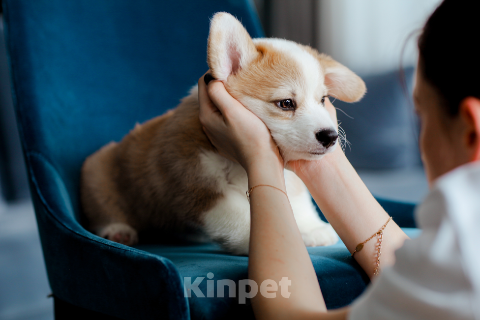 Собаки в Москве: вельш корги пемброк щенок Мальчик, 80 000 руб. - фото 1
