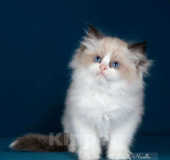 Кошки в Москве: Рэгдолл котенок Мальчик, 110 000 руб. - фото 4