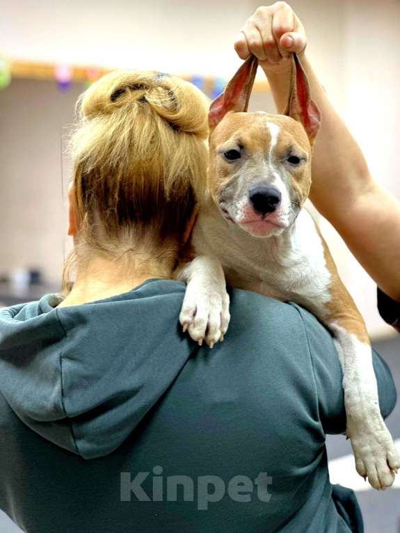 Собаки в Москве: Яркая детка амстаффа  Девочка, 80 000 руб. - фото 5