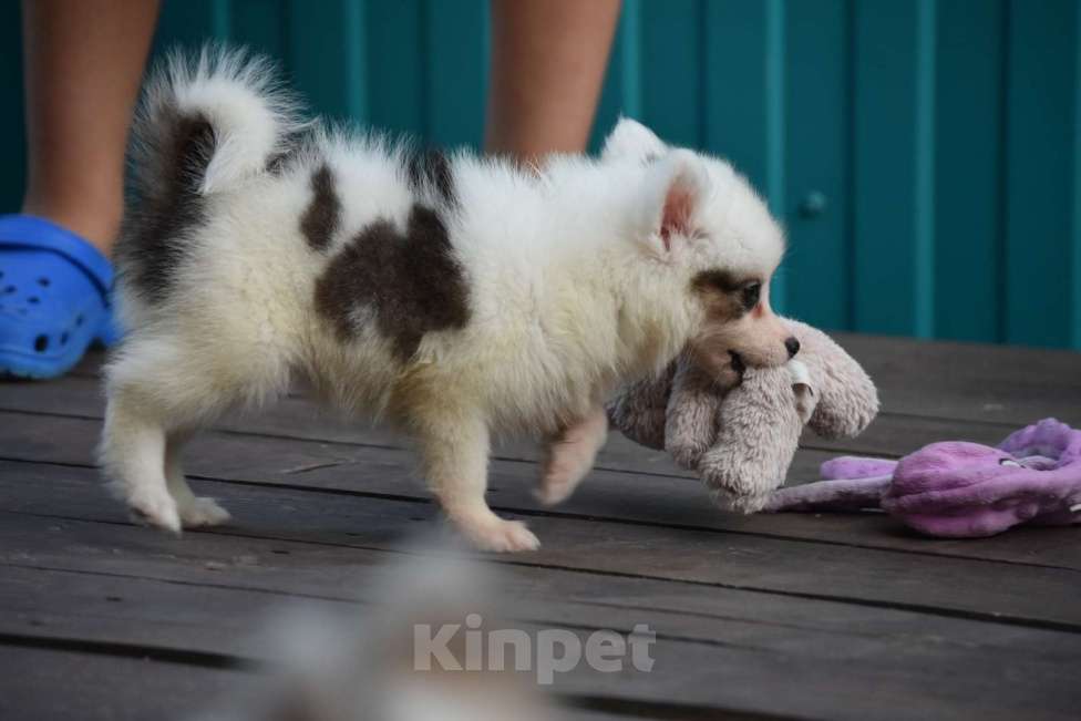 Собаки в Москве: Ненецкая оленегонная лайка. Помет «А». Сука Unmay no Akay Ito AVRORA Девочка, 60 000 руб. - фото 5