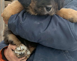 Собаки в Магнитогорске: Банхар(монгольский Волкодав)  Мальчик, 30 000 руб. - фото 7
