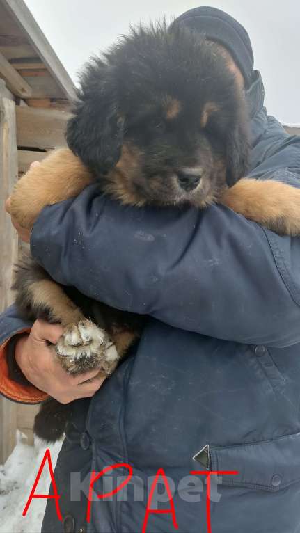 Собаки в Магнитогорске: Банхар(монгольский Волкодав)  Мальчик, 30 000 руб. - фото 7