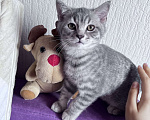 Кошки в Краснодаре: Котик Шотландский Прямоухий Мальчик, 2 000 руб. - фото 1